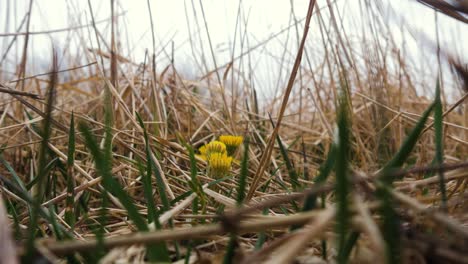 Yellow-wild-flower,-coltsfoot-coastline,-calm-sunny-spring-day,-low-angle-closeup-shot