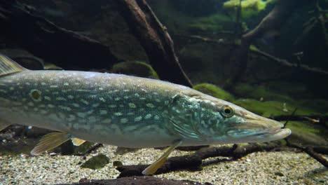 Close-up-shot-of-blue-colored-Pike-Fish-resting-on-ground-of-clear-water-during-sunny-day