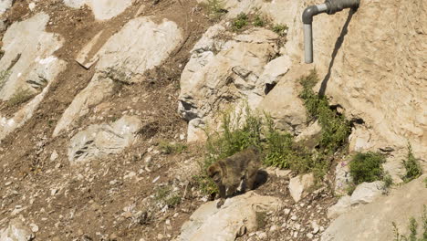 Gibraltar-barbary-macaque-monkey-climbing-rocks-below-well-drain-pipe