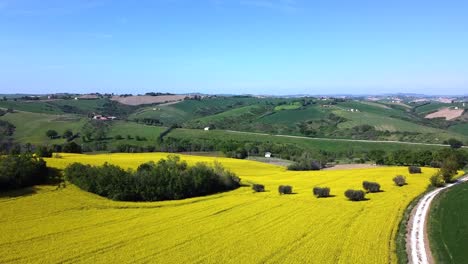 Malerische-Luftaufnahme-Eines-Blühenden-Gelben-Rapsfeldes-Mit-Sonnenschein-In-Der-Abgelegenen-Natürlichen-Landschaft-Der-Italienischen-Hügel