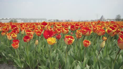 Hermosos-Tulipanes-Rojos-Y-Amarillos-Que-Florecen-En-El-Campo-En-Primavera.