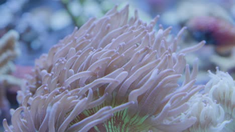 Wunderschöne-Große-Rosa-Seeanemone,-Die-Mit-Dem-Wasser-Hin-Und-Her-Weht,-Mit-Einem-Papageienfisch-Im-Hintergrund