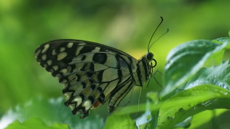 butterfly-perched-on-a-leaves-in-the-bushes,-insect-hd-video,-butterfly-pattern