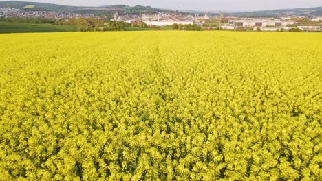 A-gigantic-rapeseed-field-in-front-of-an-industrial-background-during-sunset