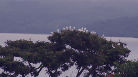Pájaros-Sobre-Ramas-De-árboles-En-Un-Atardecer-Nublado-En-Un-Hermoso-Valle-Con-Un-Lago-En-Veracruz,-México