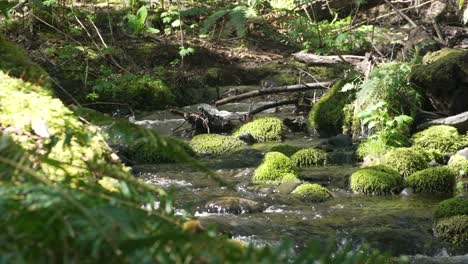 Beautiful-small-creek-with-moving-water-in-slow-motion