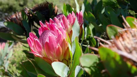 Pink-king-protea-rocks-in-the-wind