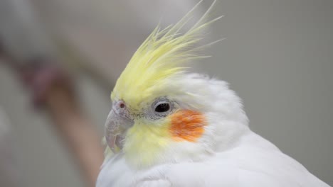 Relaxing-Close-Up-Portrait-Of-A-Cockatiel-Bird