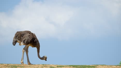 Ostrich-Pecking-Food-On-The-Ground-Against-Blue-Sky-With-White-Clouds-In-The-Background