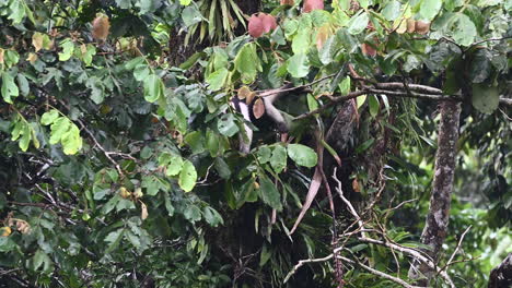 Northern-tamandua-or-Lesser-anteater,-in-search-of-food-struggling-in-treetops-while-heavily-raining