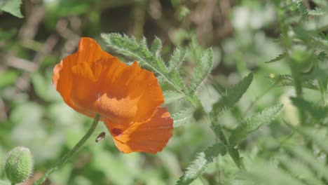 A-bee-hovers-around-a-wild-orange-poppy-which-is-flowering