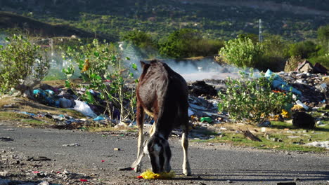 Cabra-Buscando-Comida-A-Través-De-La-Basura-De-Contaminación-Plástica