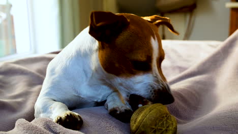 Dog-playfully-nibbling-on-yellow-rubber-ball-gets-distracted