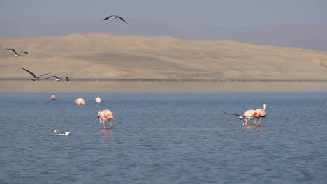 Möwen-Und-Schwarze-Skimmer-Fliegen-An-Flamingos-Vorbei,-Die-In-Der-Flachen-Lagune-Fressen