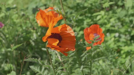 Orange-Poppy-Sways-In-The-Wind-After-A-Visit-From-A-Bee,-Slow-Motion
