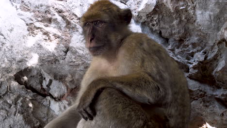 Old-barbary-macaque-alpha-male-sitting-in-rocky-cave,-Gibraltar
