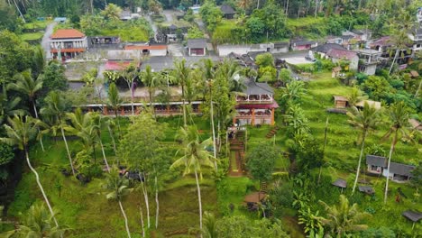Wunderschöne-Filmische-Ubud-,-Bali-Drohnenaufnahmen-Mit-Exotischen-Reisterrassen,-Kleinen-Farmen-Und-Nebligen-Agroforstplantagen