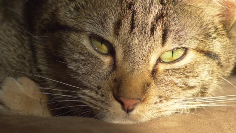 Close-up-Of-Tabby-Cat's-Face---Sleepy-Cat-Resting