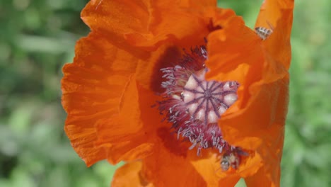 Overhead-Shot-Of-Bees-Crawling-All-Over-Orange-Poppy-Flower