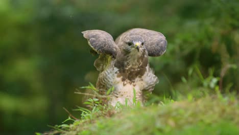 Curious-behaviour-of-common-buzzard-rocking-its-body-and-lifting-wings