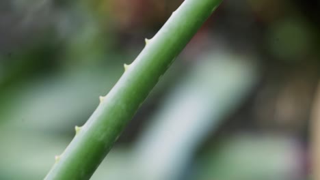 Smooth-pan-Close-up-of-Aloe-Vera-plant-leaf-with-thorns