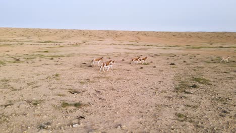 Drone-orbit-around-of-a-group-of-wild-donkeys-or-asses-in-the-desert-on-a-sunny-day-with-blue-sky