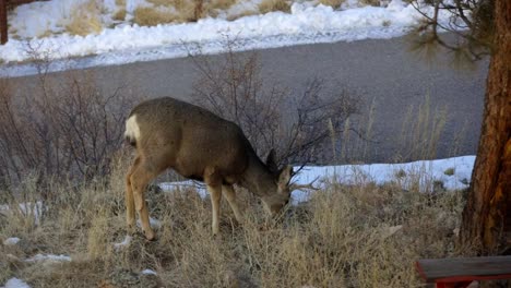 Mule-Deer-buck-eating-next-to-a-road-in-Colorado-during-winter
