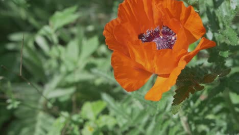 Bee-Leaving-Orange-Poppy-Flower-After-Nectar-Collection,-Slow-Motion