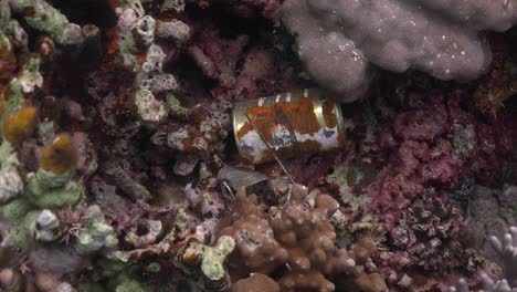Rusty-Tin-Can-lying-on-tropical-coral-reef
