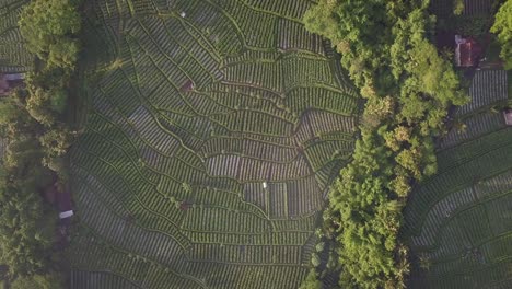 Aerial-birds-eye-shot-over-tropical-plantation-and-trees-growing-on-hill-in-Indonesia---Idyllic-vegetation-and-landscape