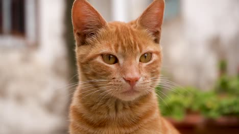 Close-up-of-orange-cat-with-beautiful-eyes