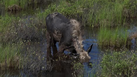 Moose-Alimentándose-De-Tablones-En-Llanura-Aluvial-Marsh-Medio-Cerrar