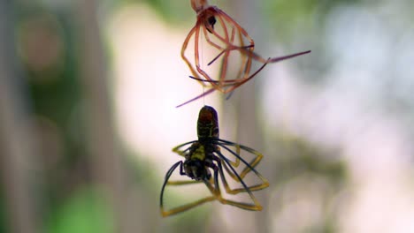 Species-Of-Orb-Web-Spiders-Hanging-In-Silky-Spiderweb-Against-Blurry-Background