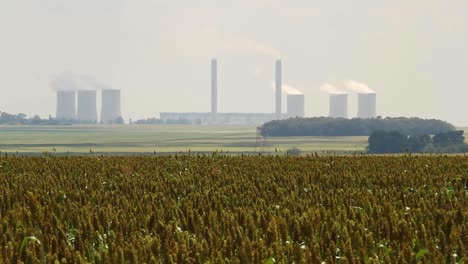 Sorghumfelder-Im-Orange-Free-State-Neben-Dem-Kraftwerk