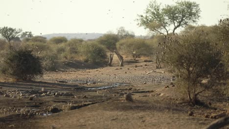 Wide-shot-of-an-African-elephant-walking-through-a-huge-flock-of-red-billed-queleas,-Mashatu-Botswana