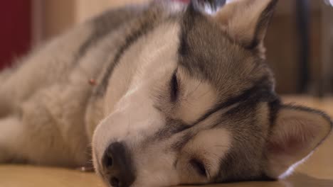 Close-up:-Adorable-sleepy-Husky-dog-closes-eyes,-falls-asleep-on-floor