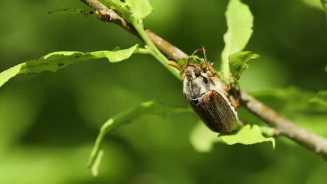 Cockchafer-on-the-young-oak-branch---macro-shot