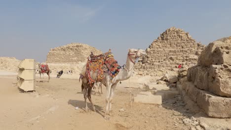 Static-view-of-camels-for-tourists-ride-at-Giza-pyramid-complex-in-Egypt