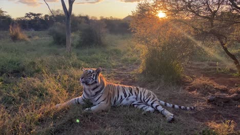 Wunderschöner-Wilder-Tiger,-Der-Sich-Bei-Sonnenuntergang-Im-Nationalpark-In-Indien-Pflegt