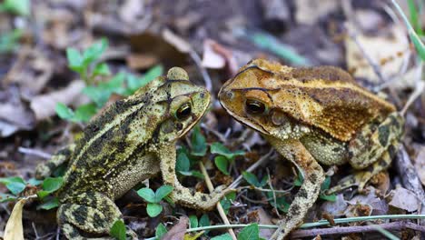 Static-macro-video-of-two-Gulf-Coast-Toad-Incilius-valliceps