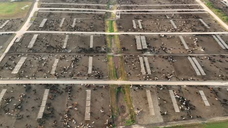 Aerial-view-of-huge-cattle-concentrated-animal-feeding-operation,-CAFO