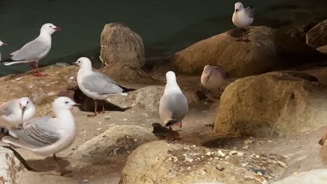 A-flock-of-urban-common-silver-gulls,-chroicocephalus-novaehollandiae-walking-on-the-rocky-shore,-foraging-on-bread-crumbs-at-night-in-downtown-Brisbane