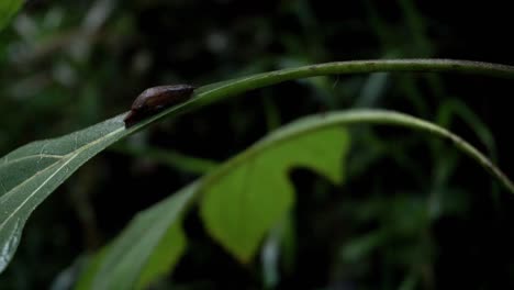 Close-up-shot-of-brown-baby-snail-resting-on-leaf-in-deep-jungle-of-Indonesia