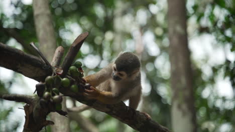 Common-squirrel-monkey-baby-trying-to-dislodge-green-fruits-to-eat-in-slow-motion
