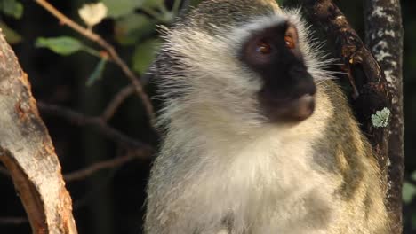 Vervet-monkeys-found-in-South-Africa