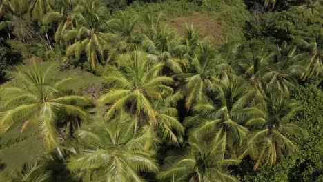 top-view-drone-shot-tilting-down-on-a-beautiful-palm-tree-forest-near-the-coast-of-playitas-beach-in-costa-rica-central-america