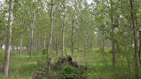 Bosque-De-árboles-De-álamo-Y-Paisaje-Boscoso-En-Primavera
