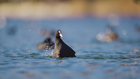 Mature-Common-Coot-bathing-and-splashing-in-fresh-clean-water---static-slow-motion