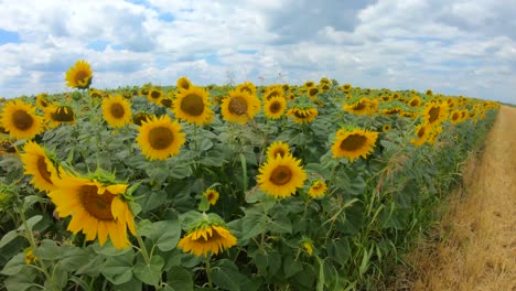 Felder-Mit-Sonnenblumenpflanzen-An-Einem-Schönen-Sonnigen-Tag-Mit-Bewölktem-Himmel