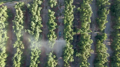 Aerial-top-down-dolly-in-of-tractor-spraying-pesticides-on-waru-waru-avocado-plantations-in-a-farm-field-at-daytime